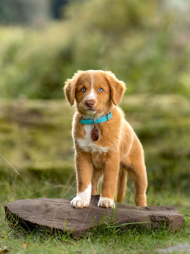 image_4-3_vertical Puppy standing on a flat rock